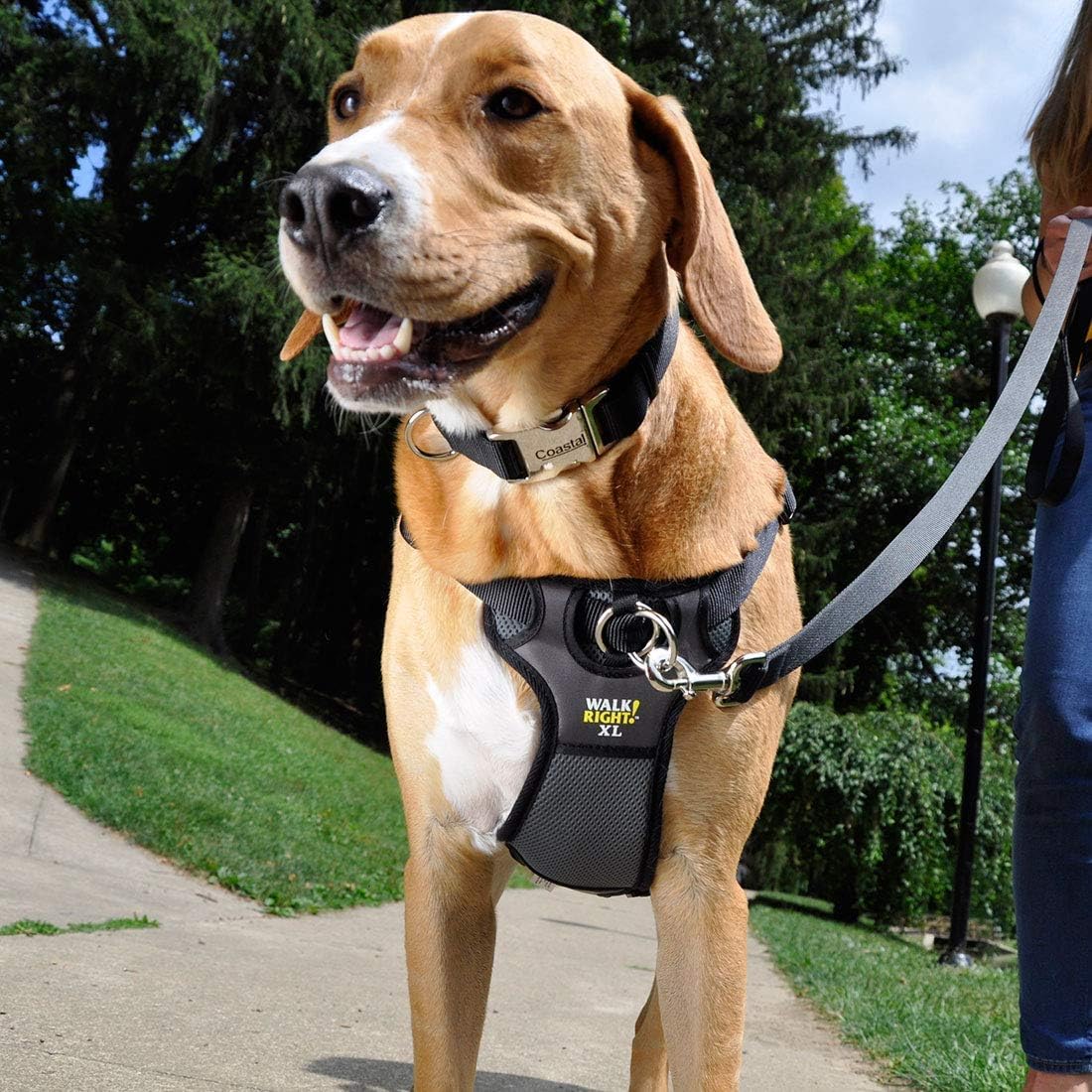 Coastal Pet Walk Right Front-Connect No-Pull Padded Dog Harness - Adjustable & Comfortable Dog Harness - Small & Large Breed Fit - Quality Pet Supplies - Black, LRG (26"-38")