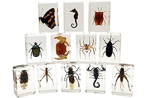 12 Pcs Preserved Shark in Resin Jar