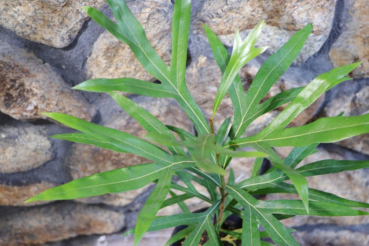 Amazon.co.jp: グレビレア ゴールド 4号鉢 1株販売 寄せ植え 花壇