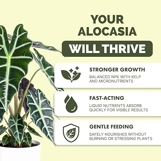 Fertilizante líquido para Alocasia 8 oz miniatura 2