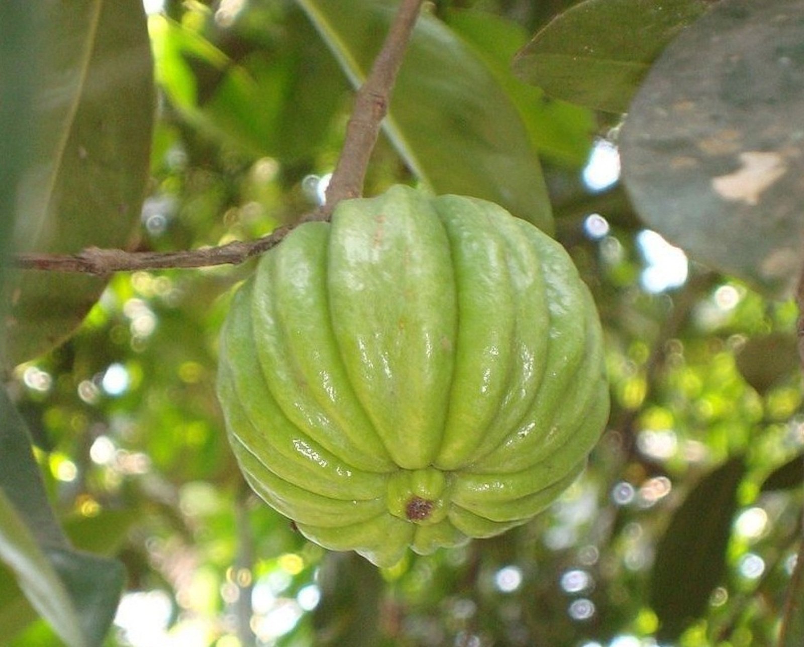 Mall~Kerala : 10 Seeds of Malabar Tamarind Garcinia Cambogia Garcinia Gummi-Gutta Fish Tamarind Gambooge or Brindal Berry Tree for Growing Sowing Propagation (B077QFZ899) Amazon Price History, Amazon Price Tracker