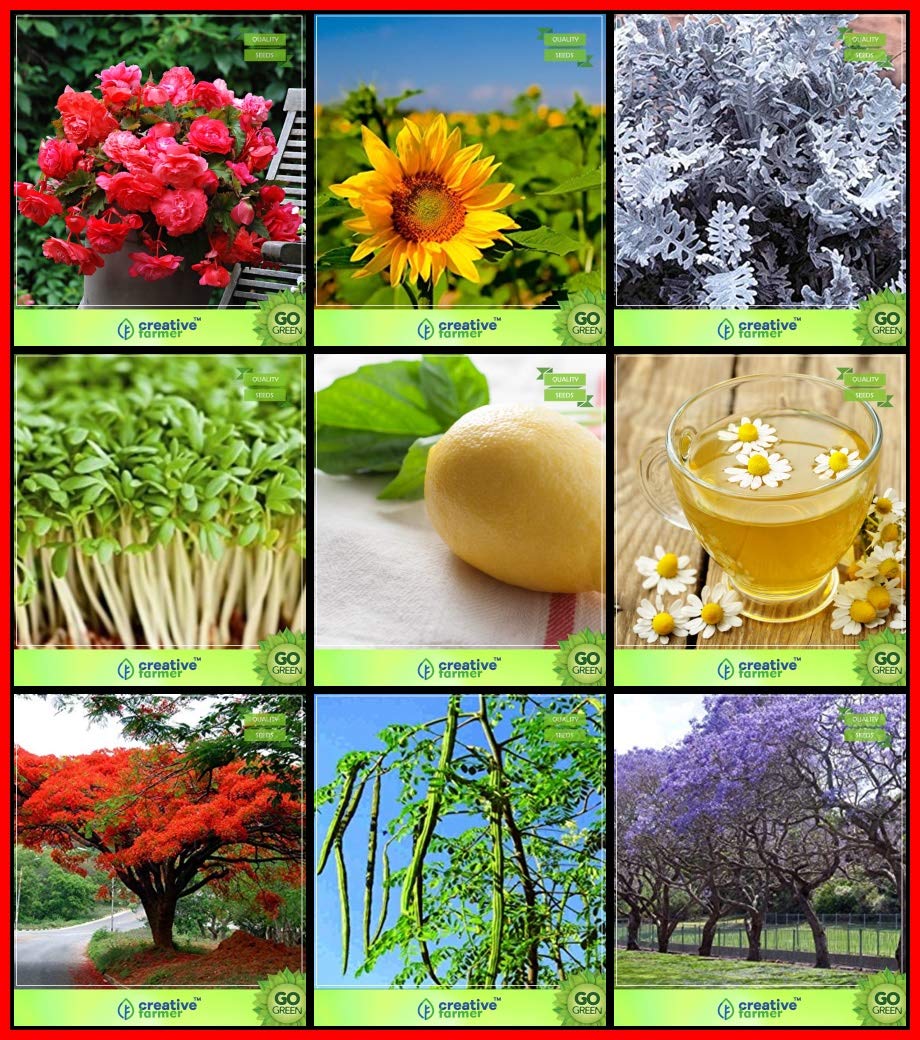 Creative Farmer High Germination Combo Flower Seeds and Tree Seeds: Delonix Regia, Moringa, Jacaranda, German Chamomille, Lemon Basil, Cress Common, Begonia, Sunflower Giant Dwarf, Garden Seeds Packs
