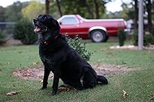 Review Image by Brandy Fortune Brandy Fortune