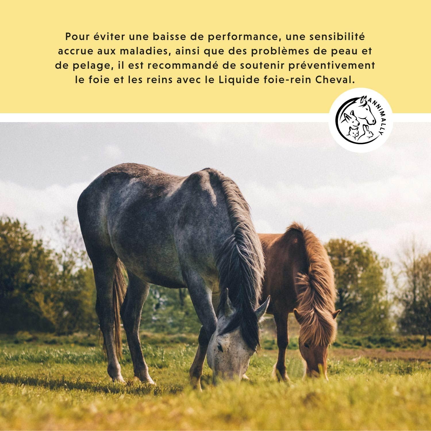 Liquide Foie-Rein pour Chevaux - Jus d'herbes de 1000 ML avec Chardon-Marie et artichaut pour Le Foie - Jus pour Les Reins pour Un métabolisme sain chez Le Cheval
