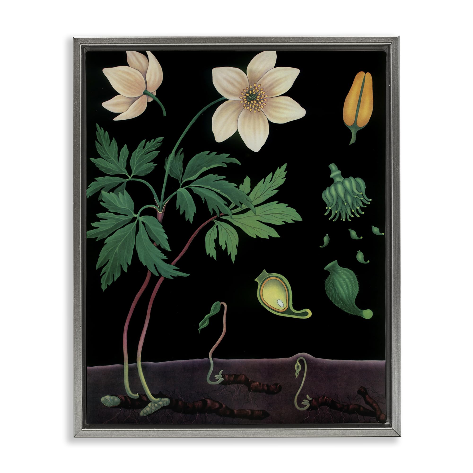 Stupell Industries Vintage Wildflower Botanical Illustration 'Sprouting Wildflower Illustrations'| Floating Frame Canvas Art
