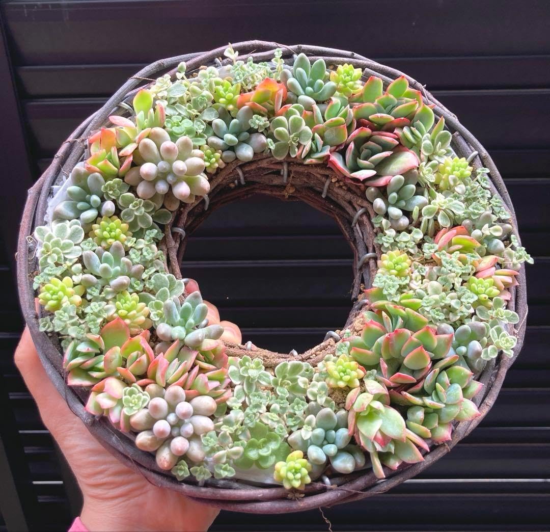 寄せ植え　多肉植物　韓国苗　リース　q 父の日 寄せ植え 多肉植物 韓国苗 リース q 寄せ 植え リース