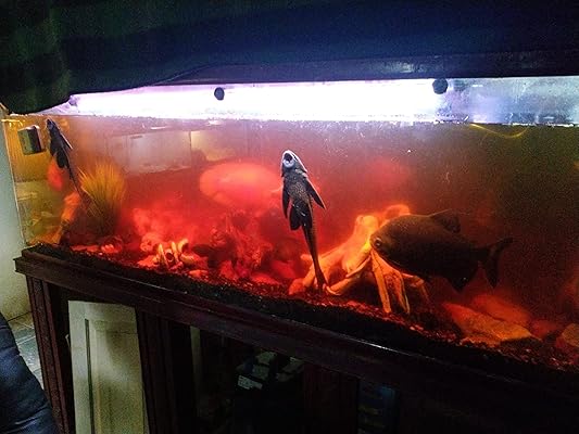 tuba aquarium