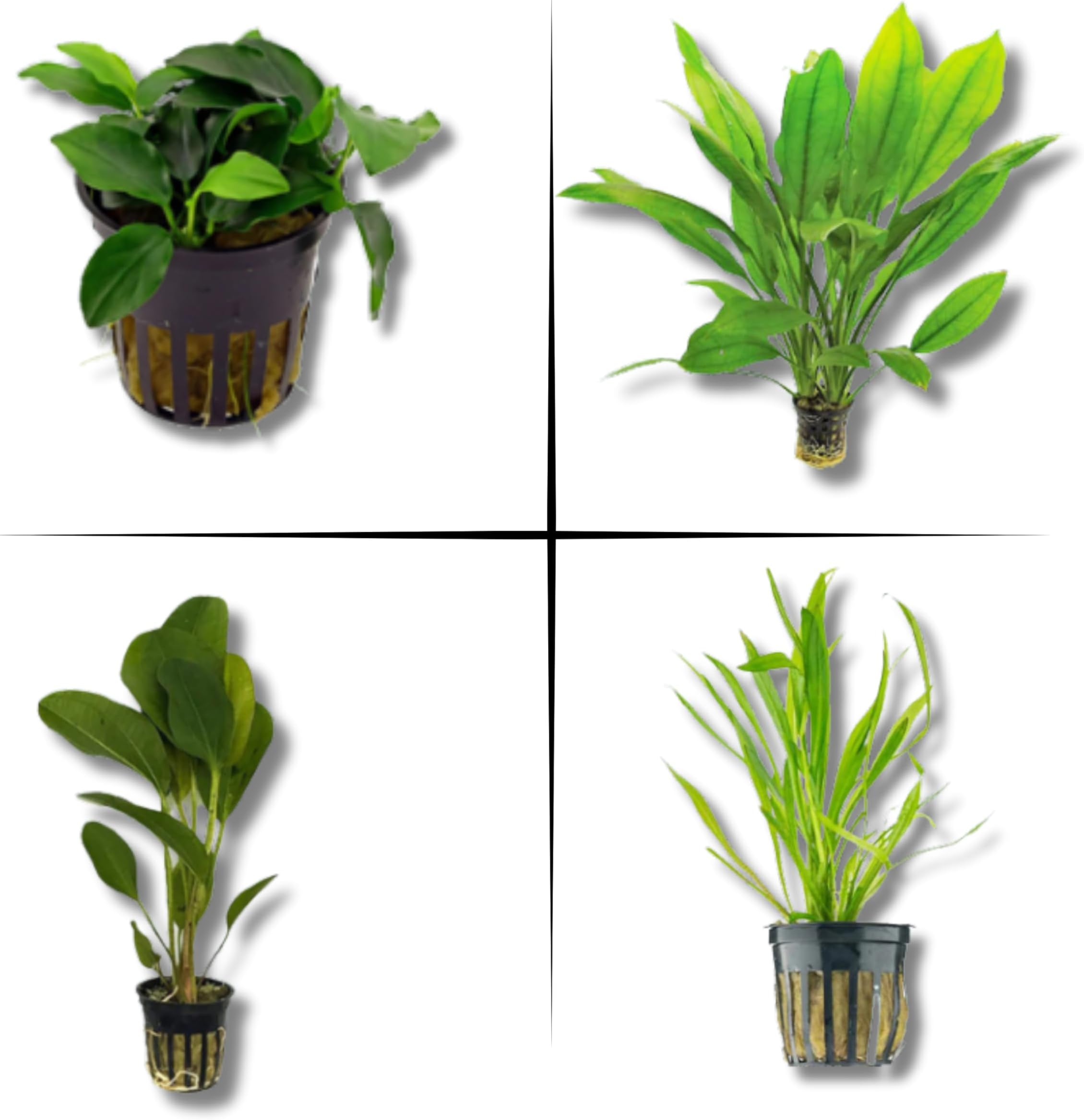Live Aquarium Plants Bundle - Aquarium Plants Live for Beginners: Anubias, Amazon Sword, Chain Sword - Easy Care Live Plants for Fish Tank