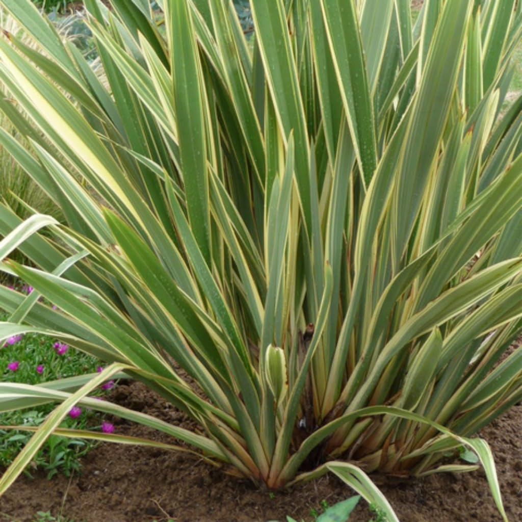 verdecora Phormium en Maceta de 3L | Phormium tenax | Arbusto de Exterior con Follaje Alargado y Resistente | Ideal para Jardines, Bordes y Decoración en Macetas
