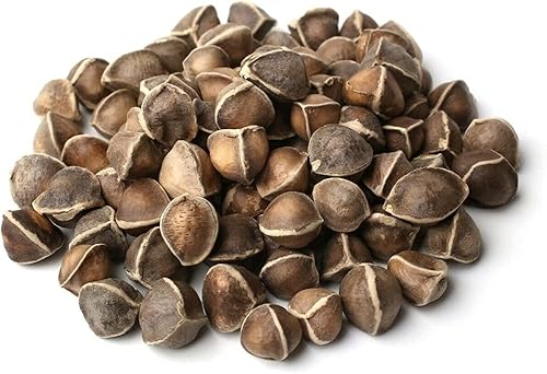 Miniatura 9 de Moringa Seeds sin alas, 5 libras. Variedad PKM1 - Bocadillos comestibles - Plantación - Moringa Oleifera - Malunggay - Semillas de Moringa - Árbol