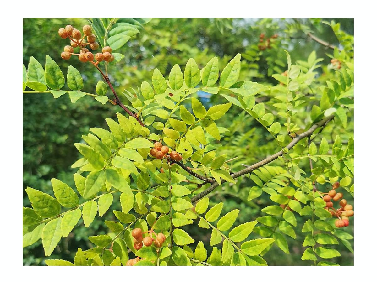 ZANTHOXYLUM PIPERITUM, Japanese Pepper Tree, Sansho, Aromatic Foliage and Fruits, Plant in a 7cm or 8cm Pot