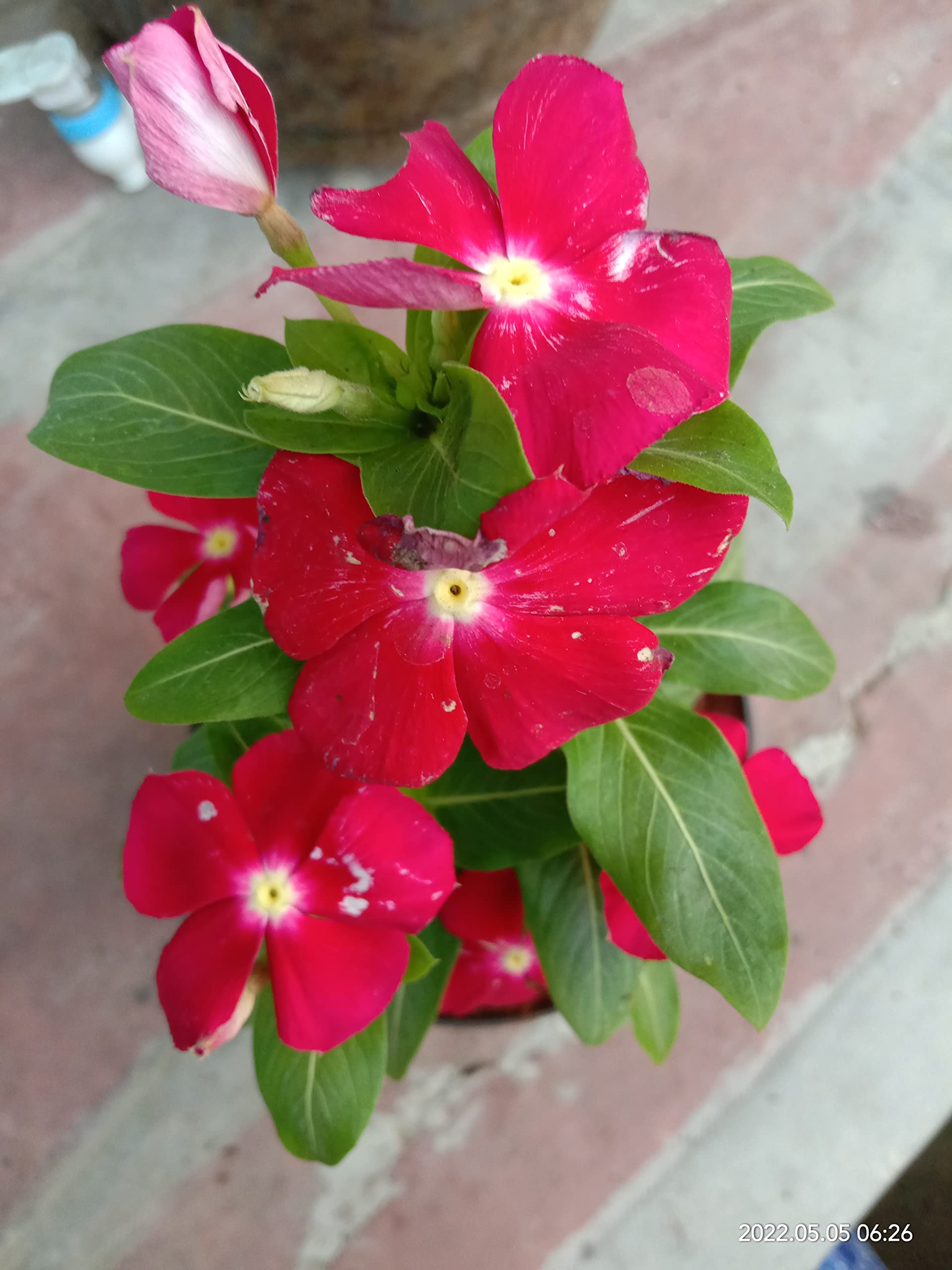 See full amazon price history chart for Minnal Traders/Vinca dark Pink | Sadabahar Live Plant | Dark Pink Periwinkle live Plant Minnal Traders/Vinca dark Pink | Sadabahar Live Plant | Dark Pink Periwinkle live Plant (B09QMGT3CZ) Amazon Price History, Amazon Price Tracker