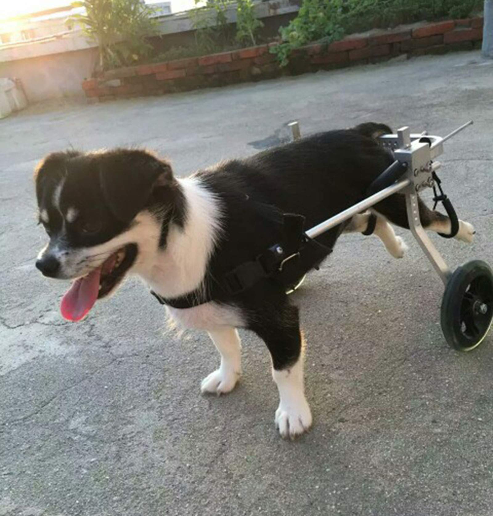 Buy Dog Cart Stroller for Back Legs, Adjustable Support Pet Wheelchair