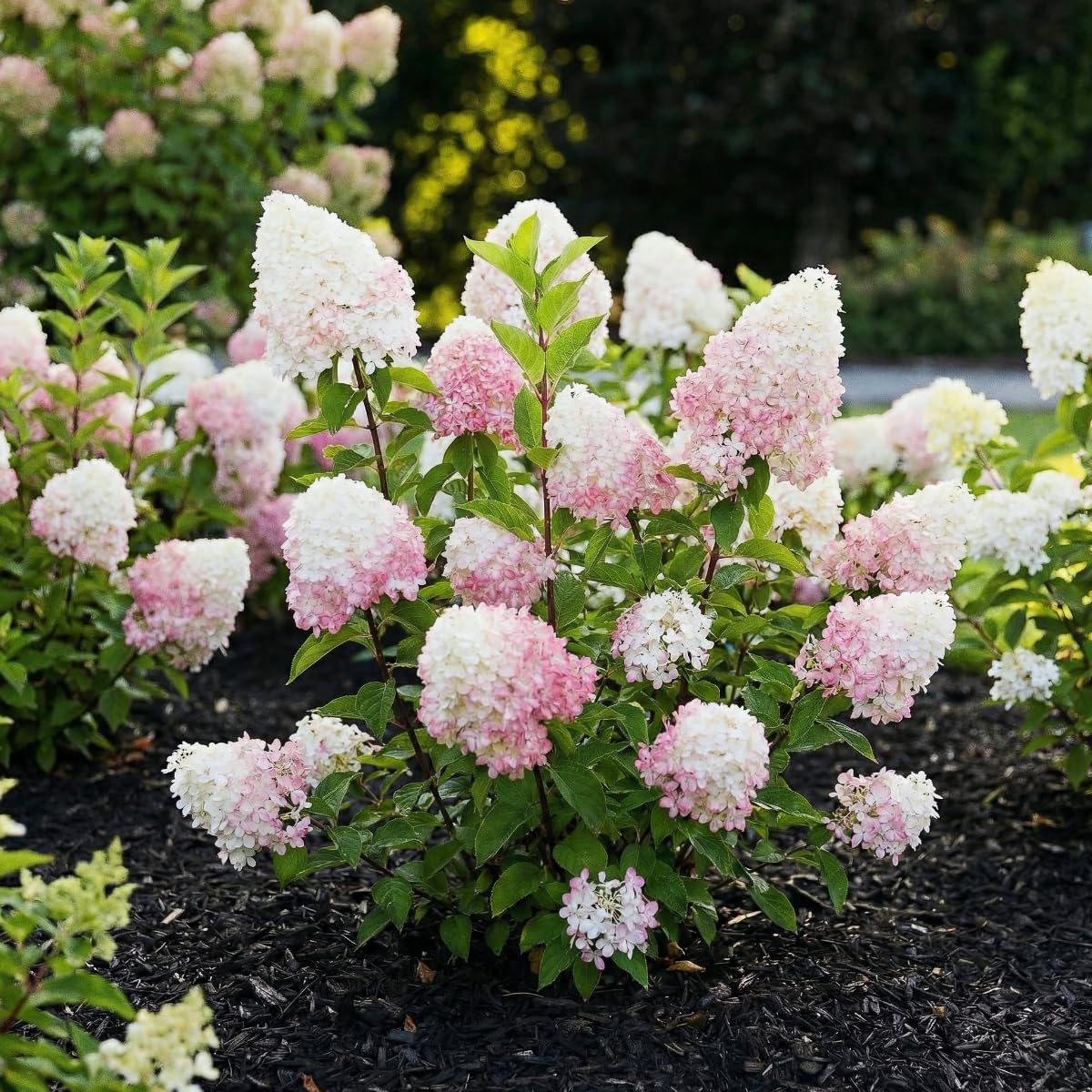 Hortensia à Planter - Hydrangea Paniculata Pink and Rose - 3 Plantes