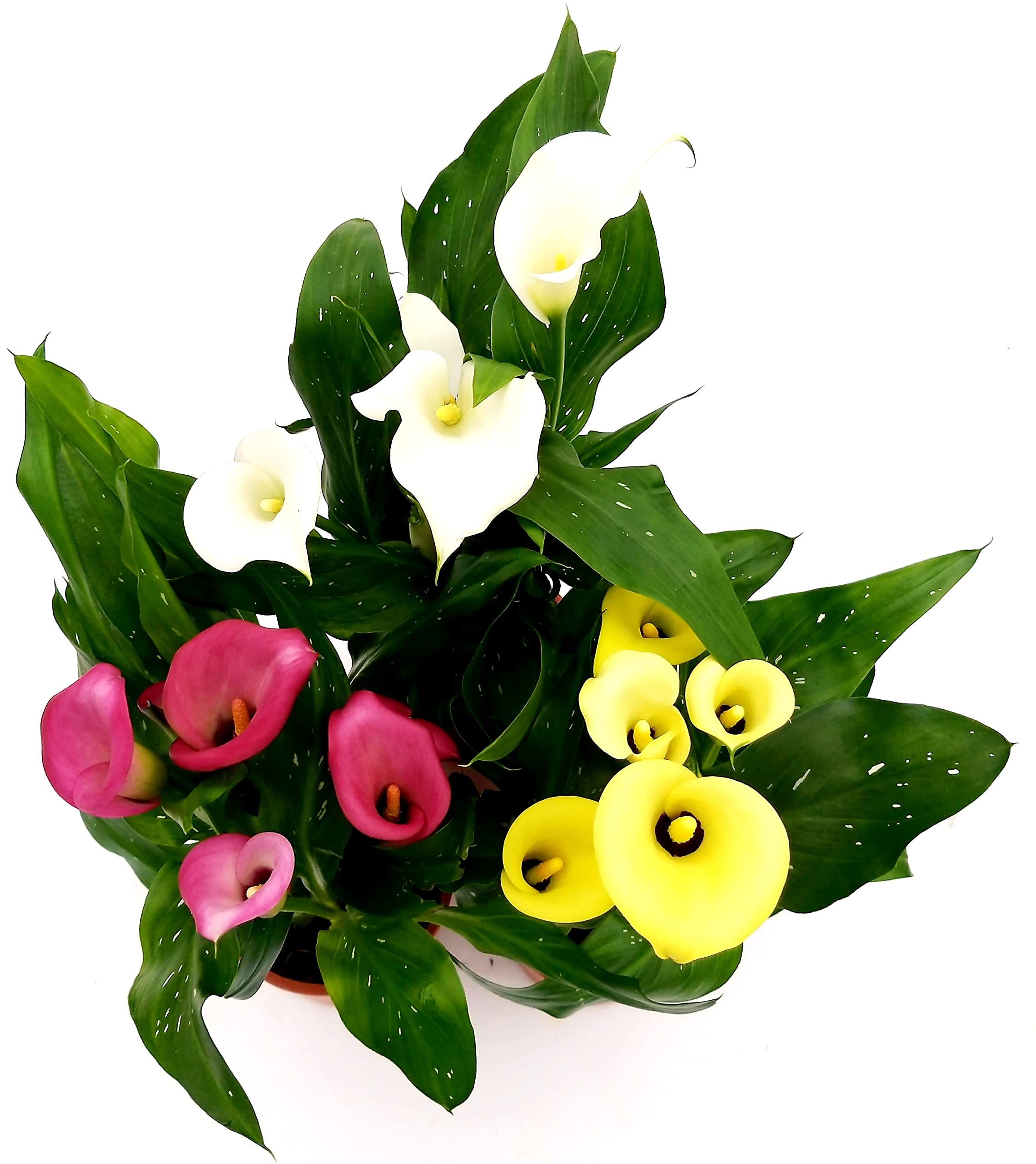 POWERS TO FLOWERS - CALLA DA GIARDINO TRIS, GIALLA, ROSA e BIANCA, VASO 14CM, CONSEGNATE AD INIZIO FIORITURA, Piante vere
