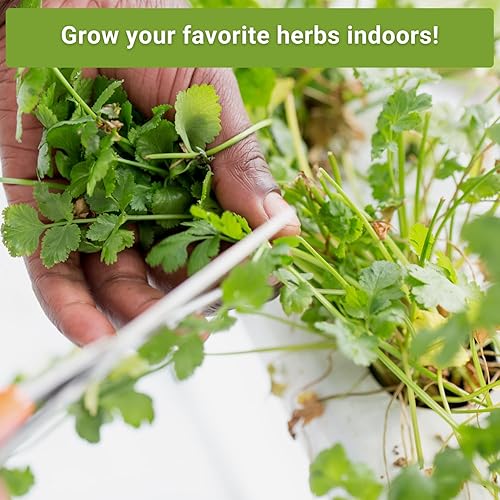 Miniatura 3 de Sow Right Seeds - Semillas de hierbas hidropónicas para plantar - Semillas de albahaca, tomillo, cilantro, perejil y orégano para plantar y cultivar