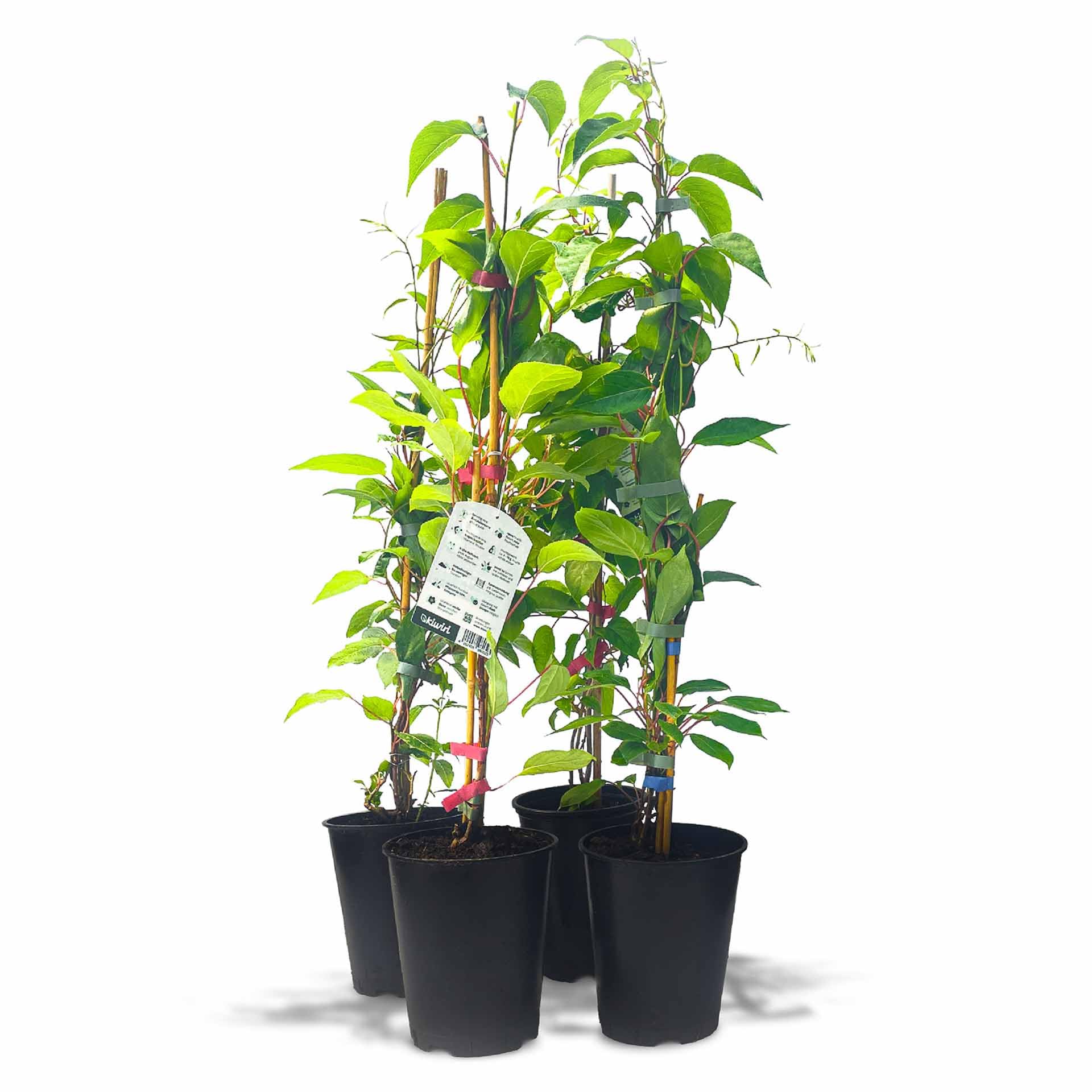 Kiwiri's Kiwibeeren Quartett - 4 Kiwipflanzen (Actinidia arguta) männlich und weiblich - Mini Kiwi - Sortengarantie direkt vom Züchter - Selbstfruchtendes Set