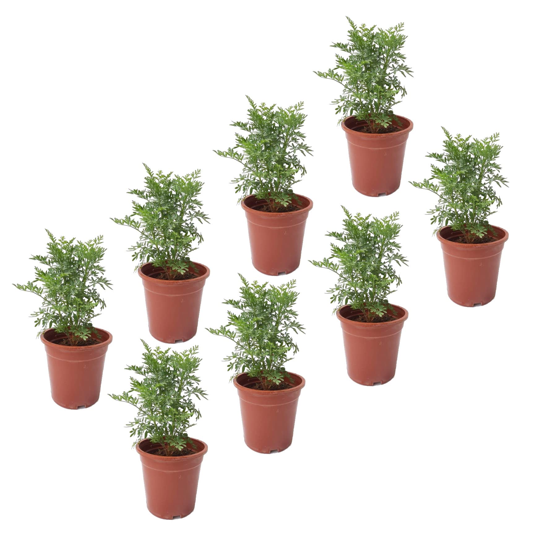 Hierbas de Ruda - Pack de 8 Plantas - Plantas Aromáticas Naturales Ruta Graveolens