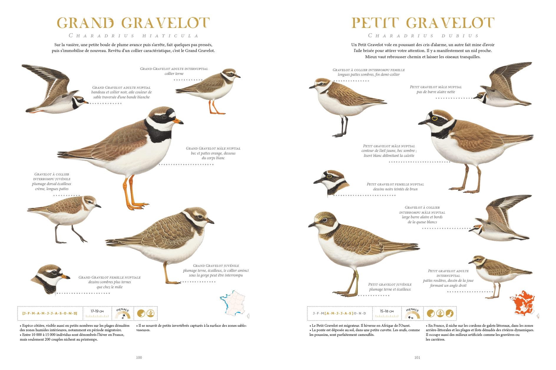 Le grand album des Oiseaux de France