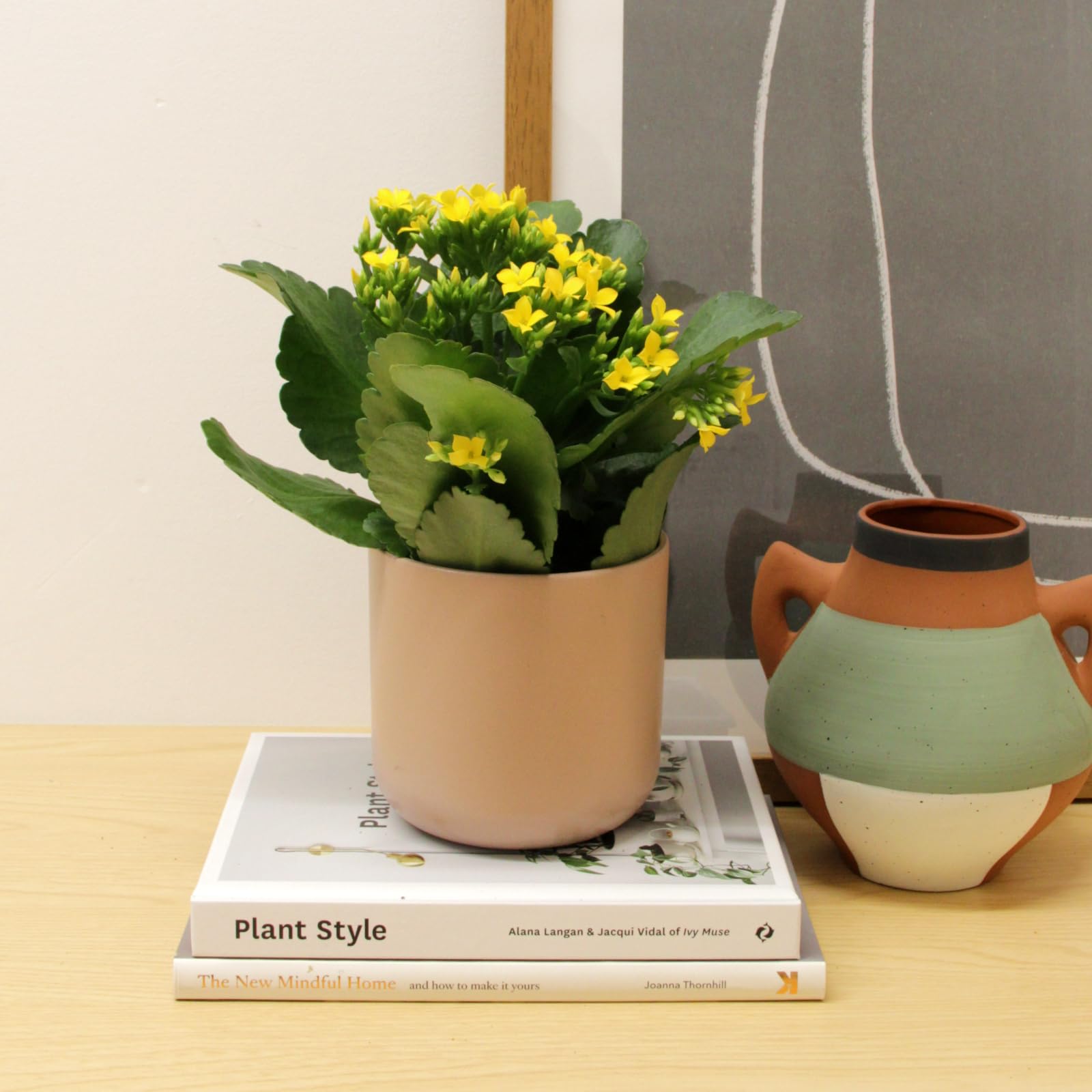 Carbeth Plants - 3 x Yellow Kalanchoe Indoor Plant Flaming Katy 10.5cm Pot