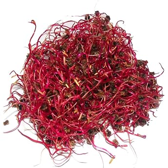 250 g Organic Germination Sprouts Red Beet Seed for Sprout Growing Sprouts Microgreen Micro Green