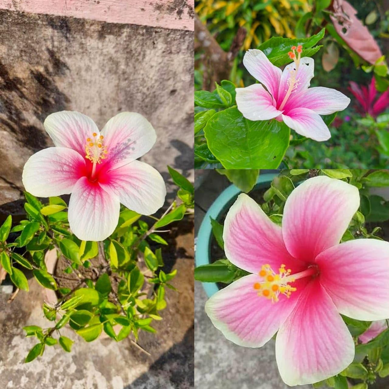 All Time (White & Red) Multi Color Laxmi Hibiscus (Jaba) Flower