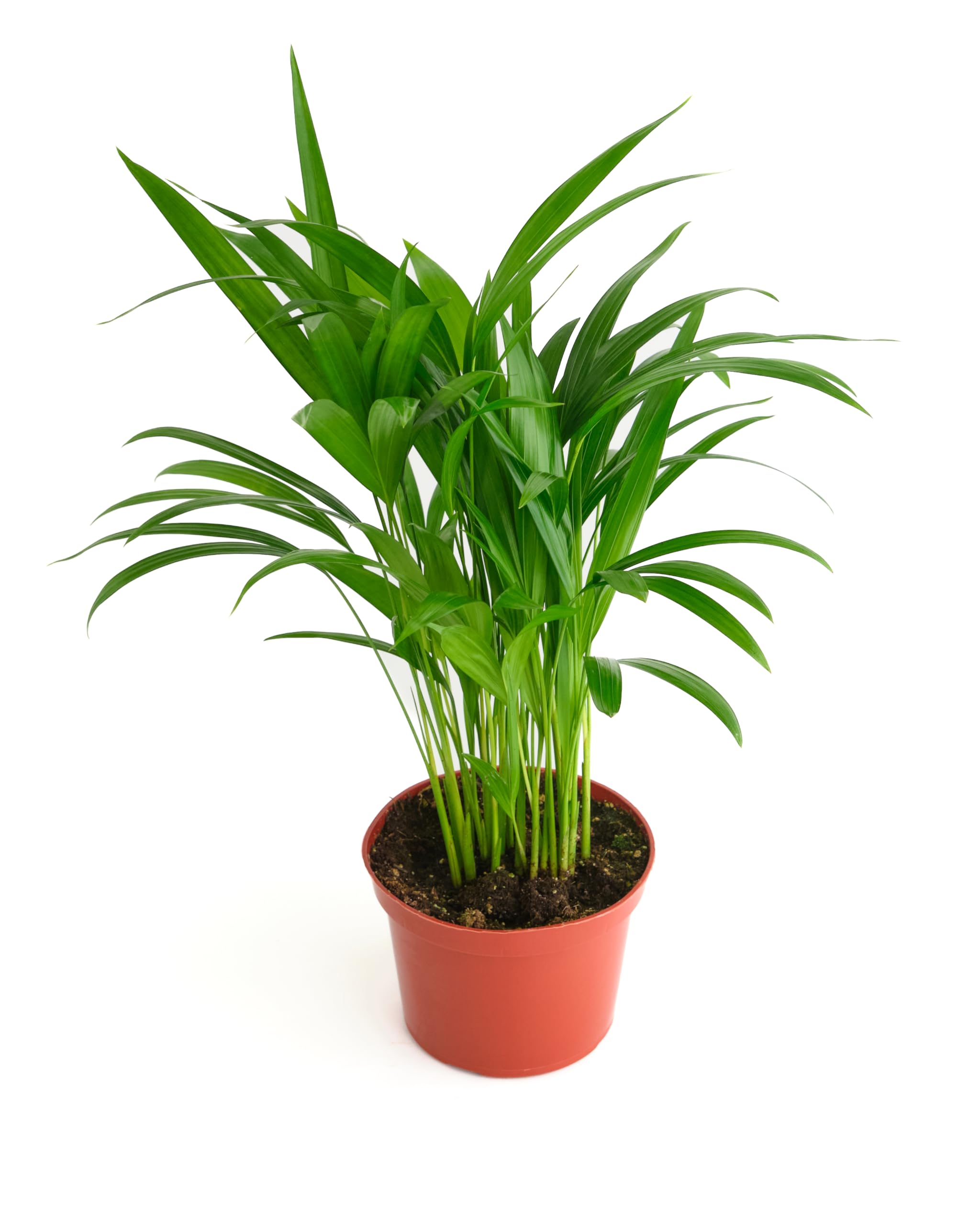 Shop Succulents Areca Palm