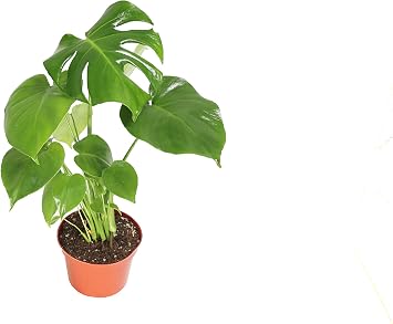 Monstera Split Leaf - 6" from California Tropicals