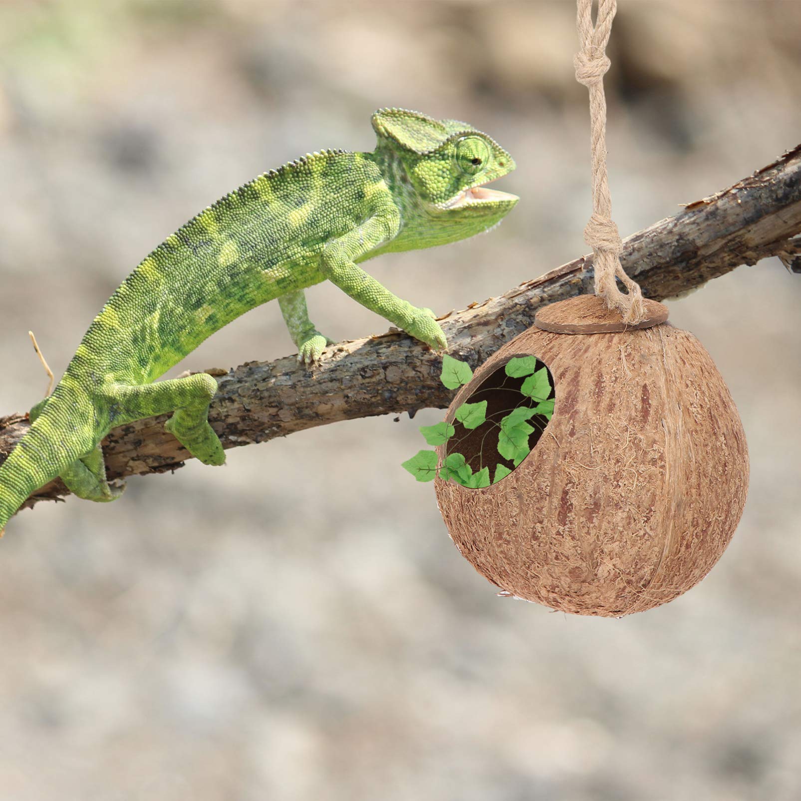 Reptile Repaires Jungle Vignes Ensemble Naturelle Nid Maison Suspendue Cachette Grotte Oiseau Maison Reptile Lézard Habitat Décor Accessoires