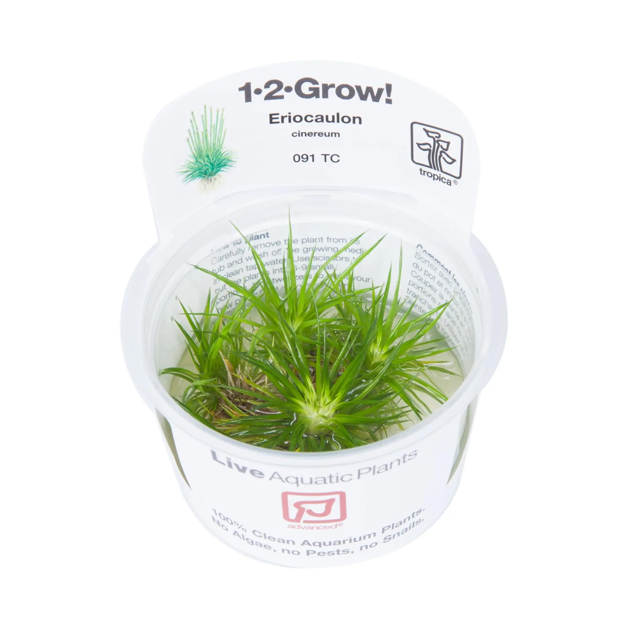 Tropica Eriocaulon Cinereum 1-2-Grow! Tissue Cultured Aquarium Plant