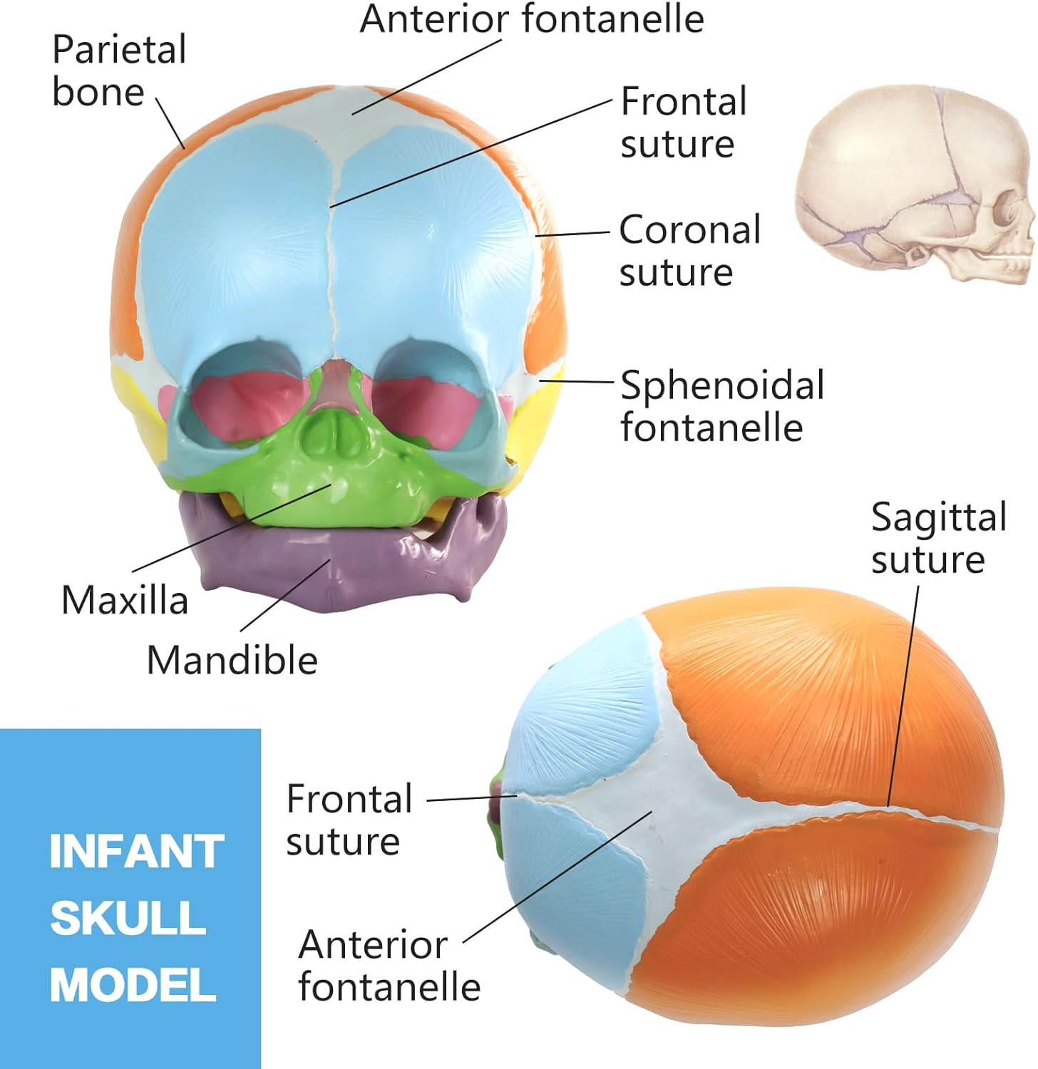 HADWYN 2026 New Life Size Human Infant Skull Model,Anatomy Fetus Brain Head，Baby Skull Model for Medical Teaching Learning, Learning Education Display Tool, Hand Painted