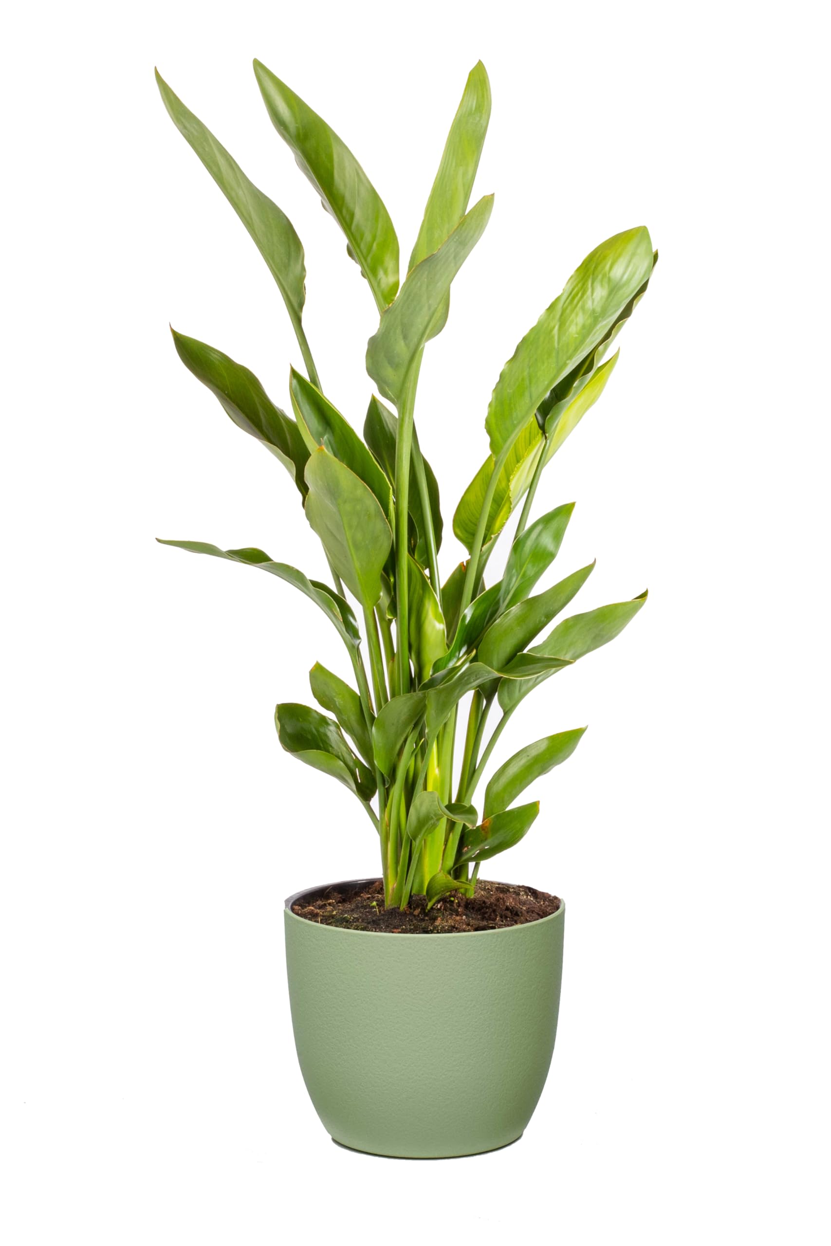 Strelitzia Reginae Uccello del Paradiso, Pianta Vera Decorativa, Vaso 24 cm, h 90 cm (Vaso Verde Salvia)