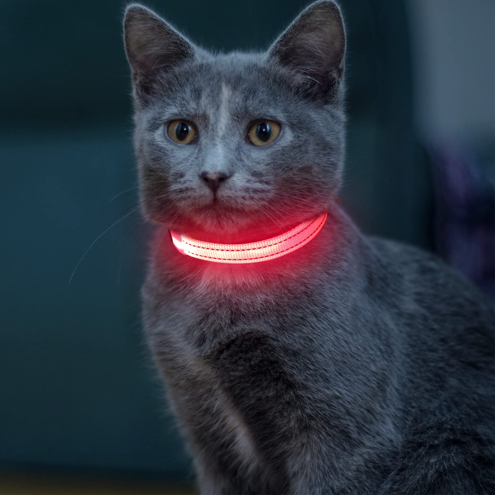 Vizpet Collar LED para gato y perro, recargable por USB, tamaño ajustable, collar de nailon brillante de seguridad para gatos pequeños y perros (rosa)