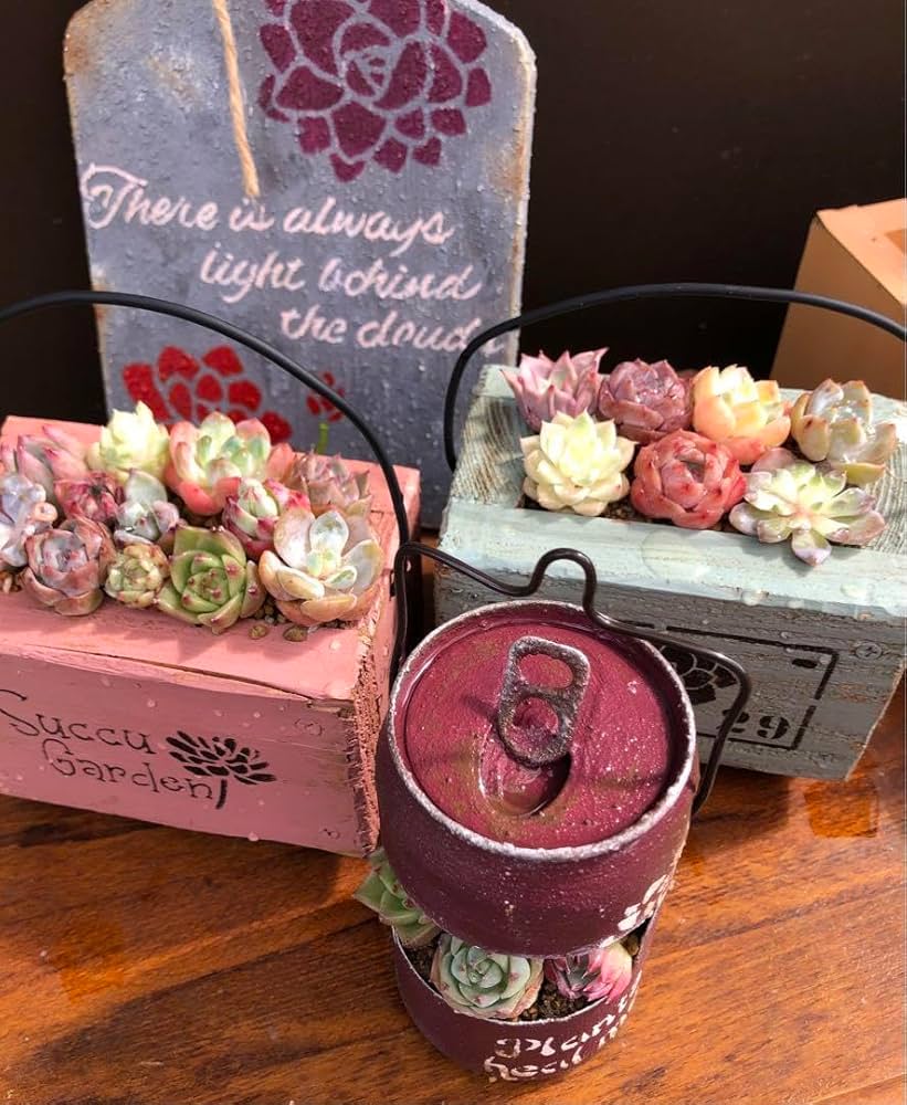 多肉植物寄せ植え そのまま飾れる 3つセット♪︎* ピンクネックレス 多肉