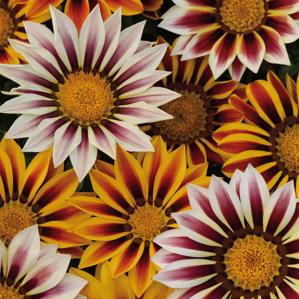 Gazania Tiger Stripes Mix Garden Ready 10