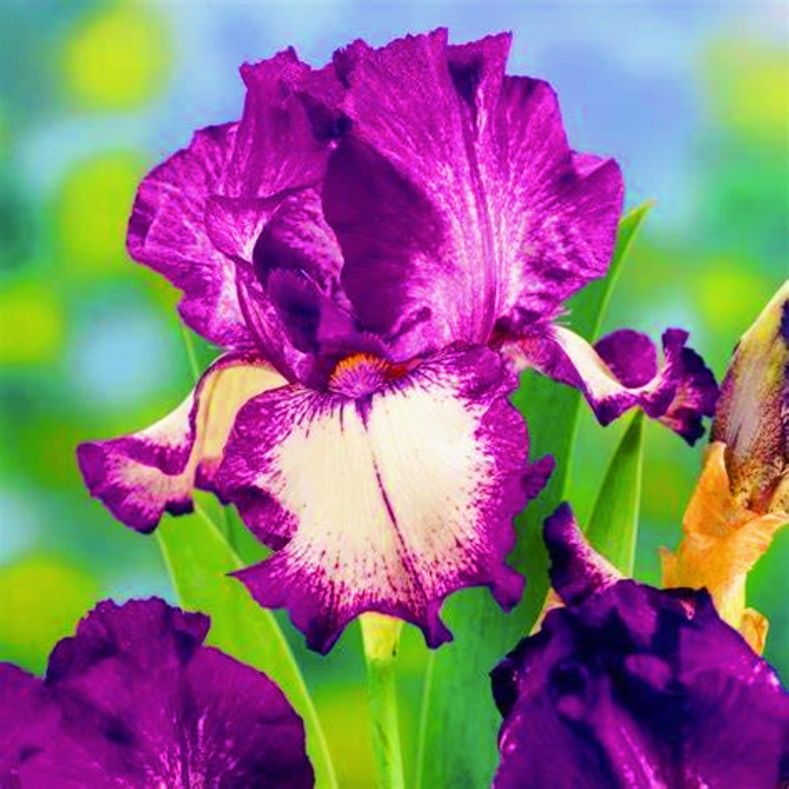 Iris Bulbs for Planting Now UK,Plant Bulbs,Cut Flowers,Garden Flowers,Iris Bulbs,Wedding Flowers,Hardy Perennial,Strong Plants That Grow Well-8Bulbs-A