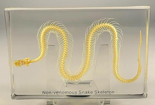 Miniatura 10 de Esqueleto de serpiente de 4.331 in en espécimen de resina Lucite transparente para Halloween, serpientes de reptiles, animales de taxidermia,