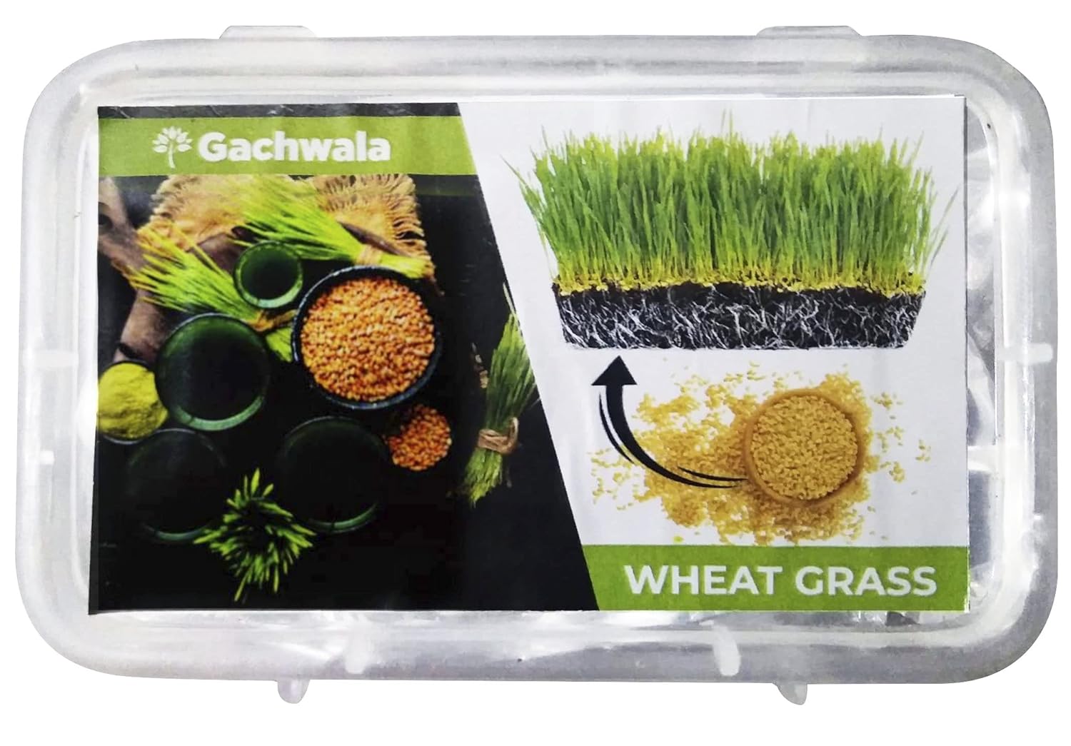 Gachwala Wheat Grass Seeds, (1000 Seeds), Hybrid Wheatgrass Seeds