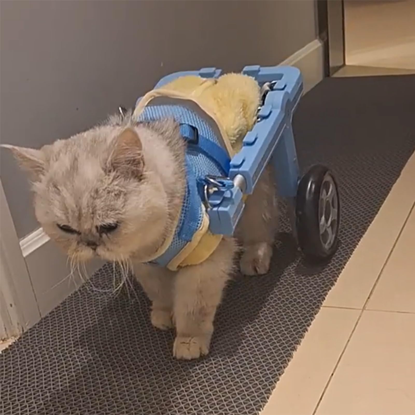 Carrello Cani Disabili Sedia a Rotelle Leggera per Cani Blu per Zampe Posteriori, Carrello per Disabili a 2 Ruote per Animali Domestici e Gatti, Piccolo Carrello per Cani con Imbracatura e Supporto(SI