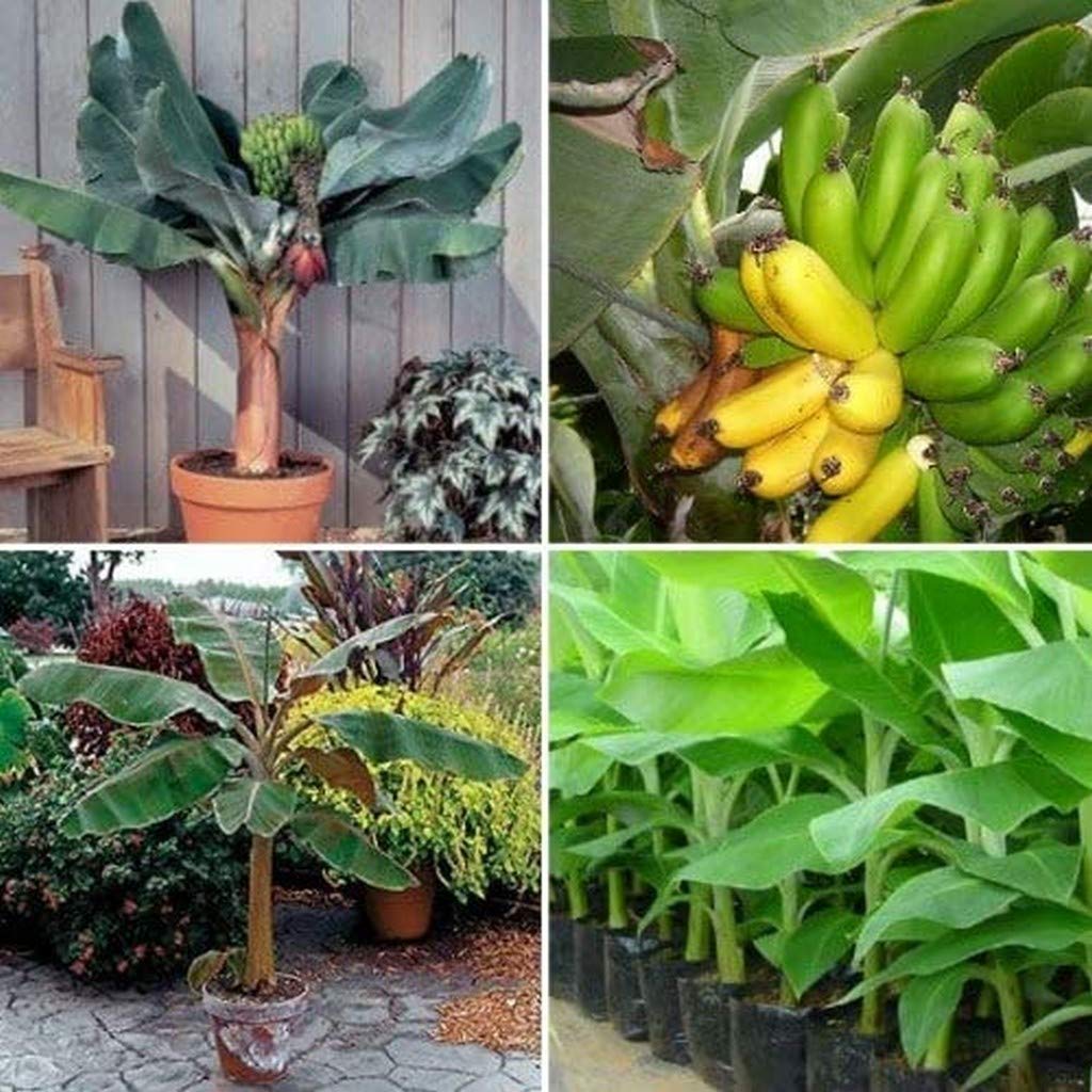 Creative Farmer Live Plant Indoor Sweet Yellow Banana Exotic Rare Plants Green (1 Healthy Live Sweet Tissue Culture Fruit Plant) (B08Q8M478Z) Amazon Price History, Amazon Price Tracker