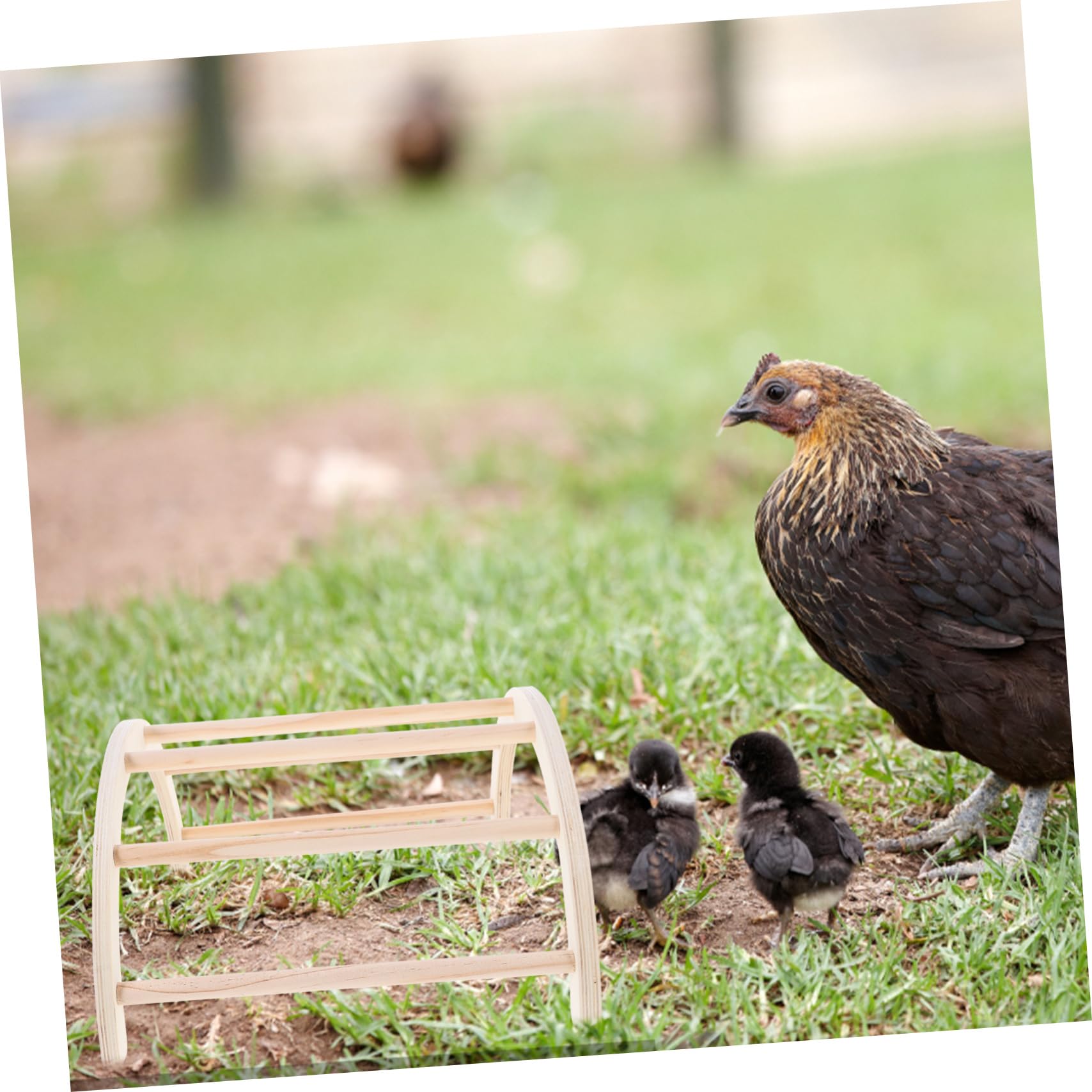 Posatoio in Legno per Galline, Archetto da Addestramento 4 Pezzi Beige