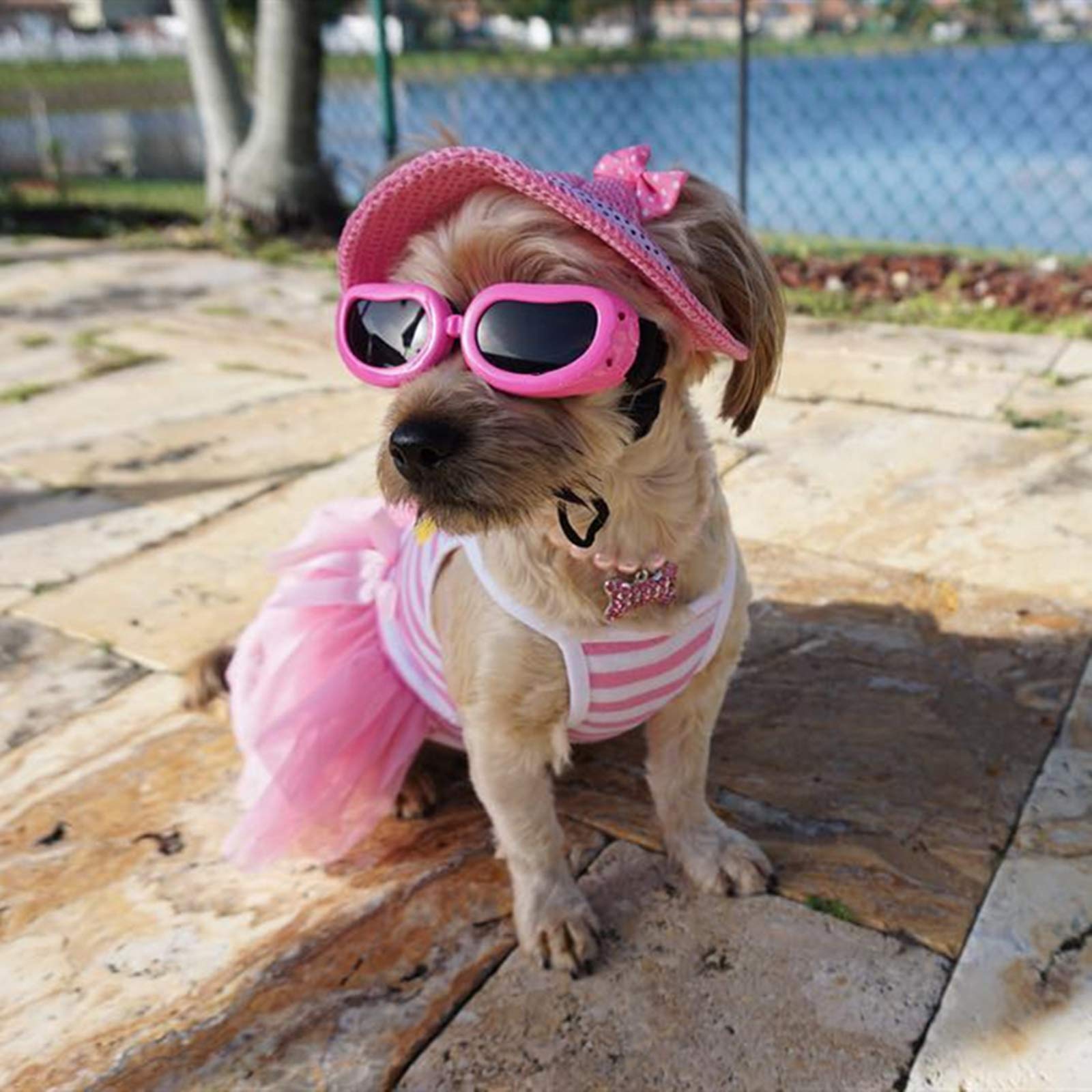 Do Dogs Need Eye Protection From The Sun