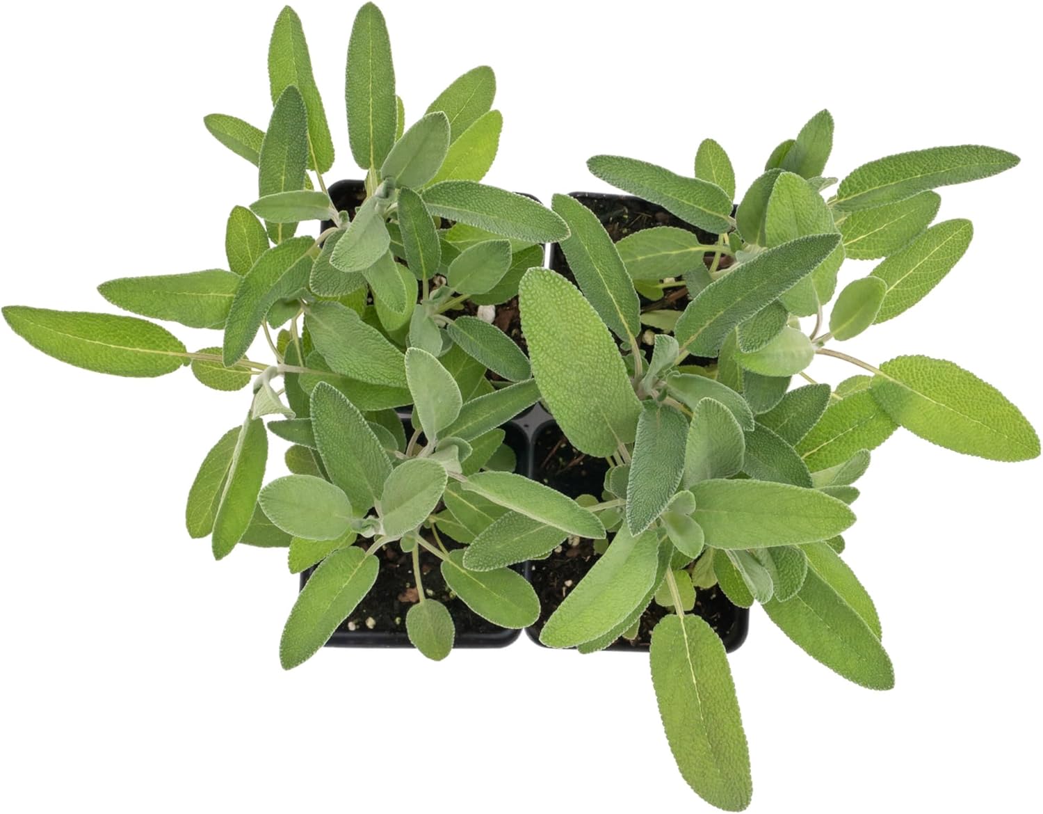 4 Common Sage | Live Plants in 2.5-inch Nursery Cubes | Salvia officinalis Variety | Drought-Tolerant Evergreen | Fragrant, Flavorful and Aromatic Herb for Home, Garden, and Kitchen