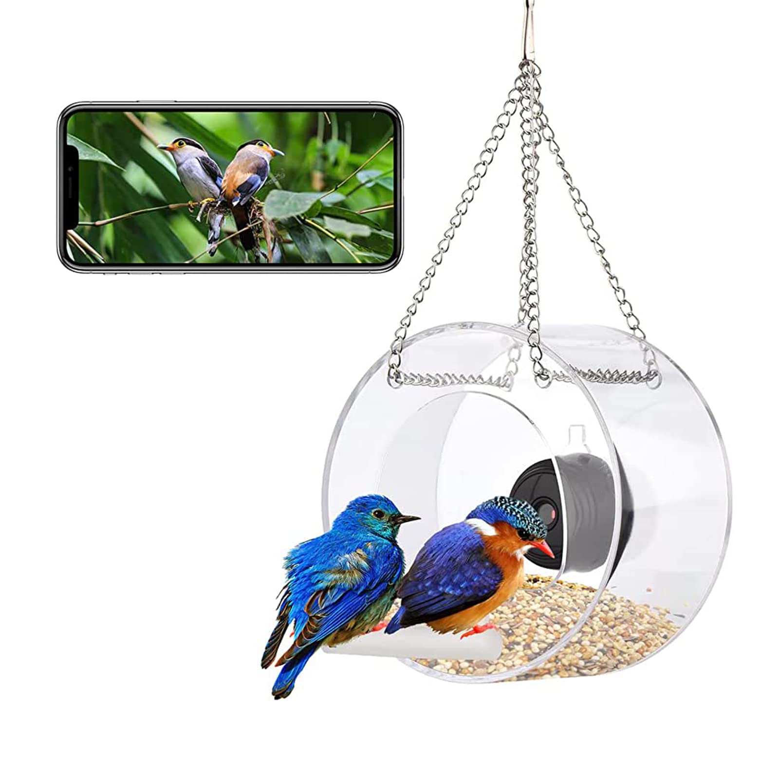 10 Best Sparrow Bird Feeders with Camera for Bird Watching