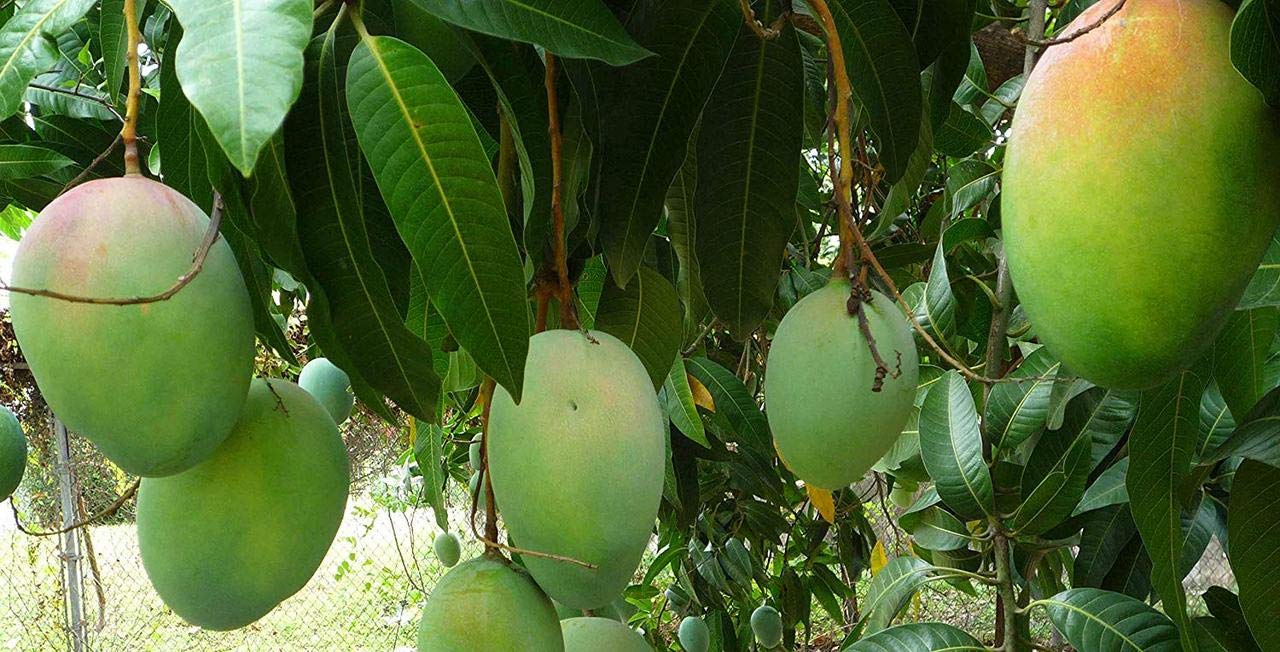 PlantaZee All Season Gardens Exotic Hybrid Rare Dwarf Malgova Mango (Grafted) Live Plant Dwarf Variety (B07RJJSBK1) Amazon Price History, Amazon Price Tracker