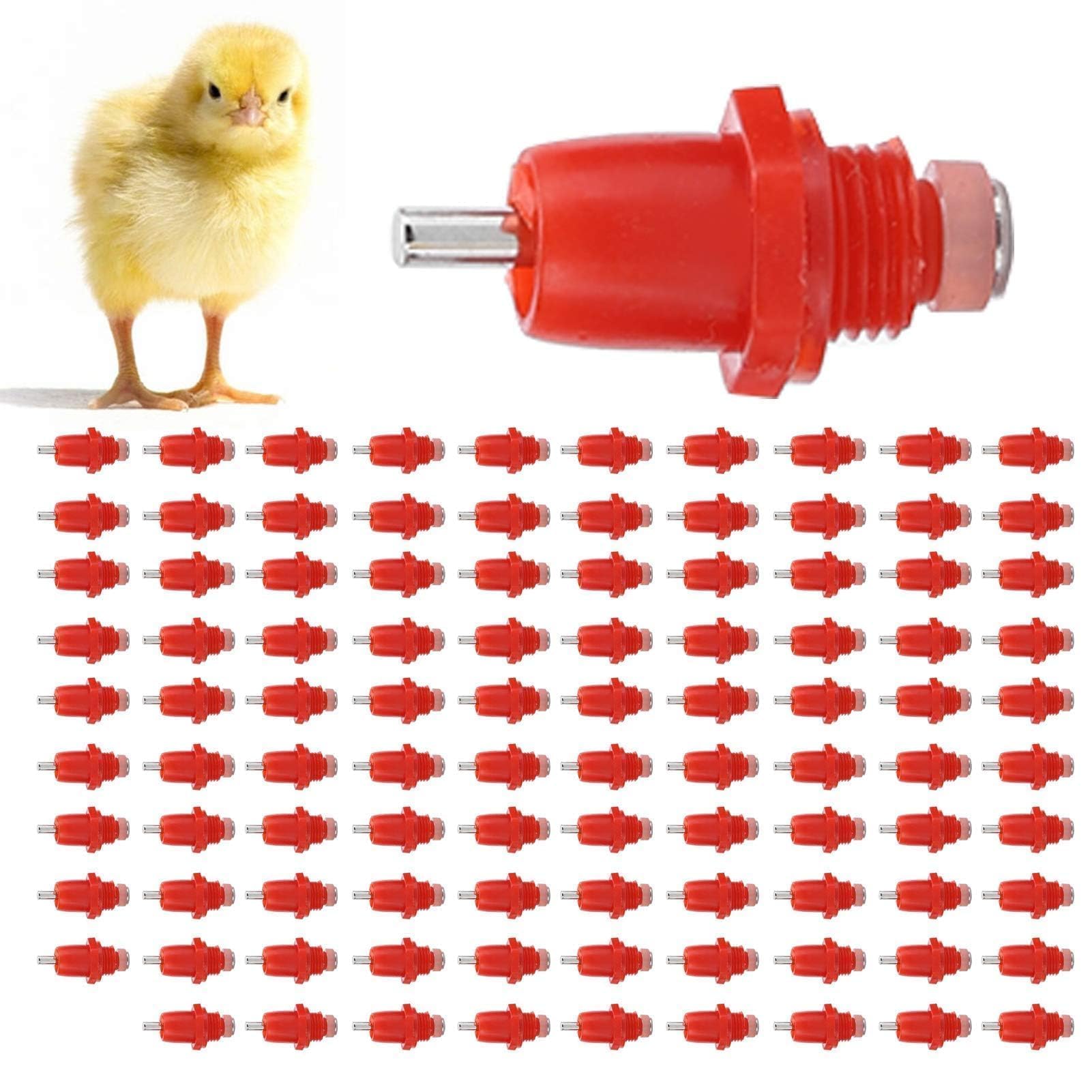 Mangeoire automatique pour poulet : fini le gaspillage de grain