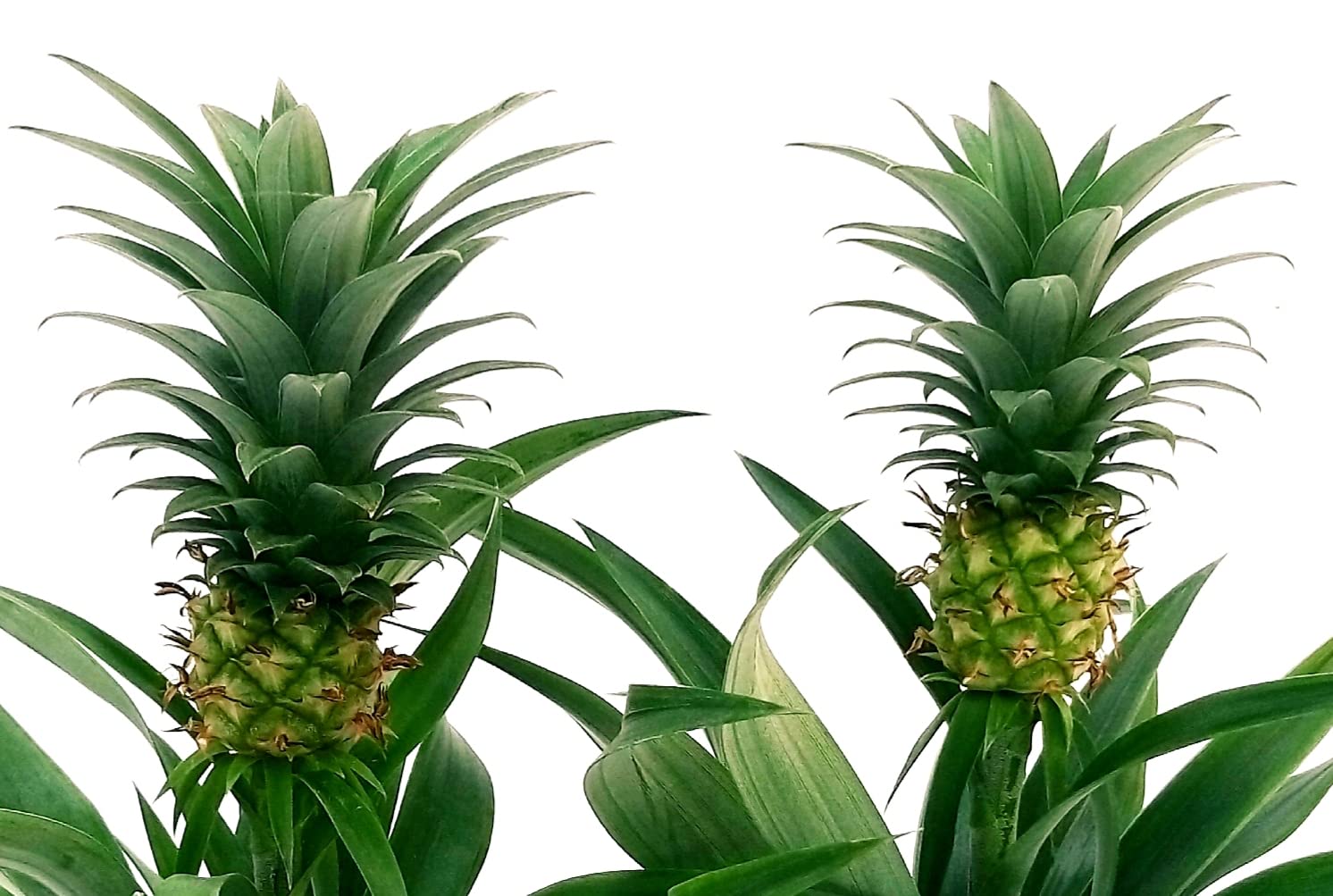 POWERS TO FLOWERS - PIANTA DELL' ANANAS, 2 PIANTE, CON FRUTTO, Piante Vere