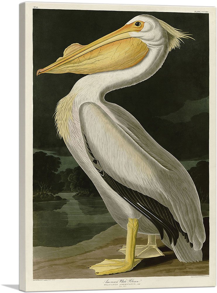 ARTCANVAS American White Pelican Canvas Art Print Stretched Framed Painting Picture Poster Giclee Wall Decor by John James Audubon - 40" x 26" (0.75"