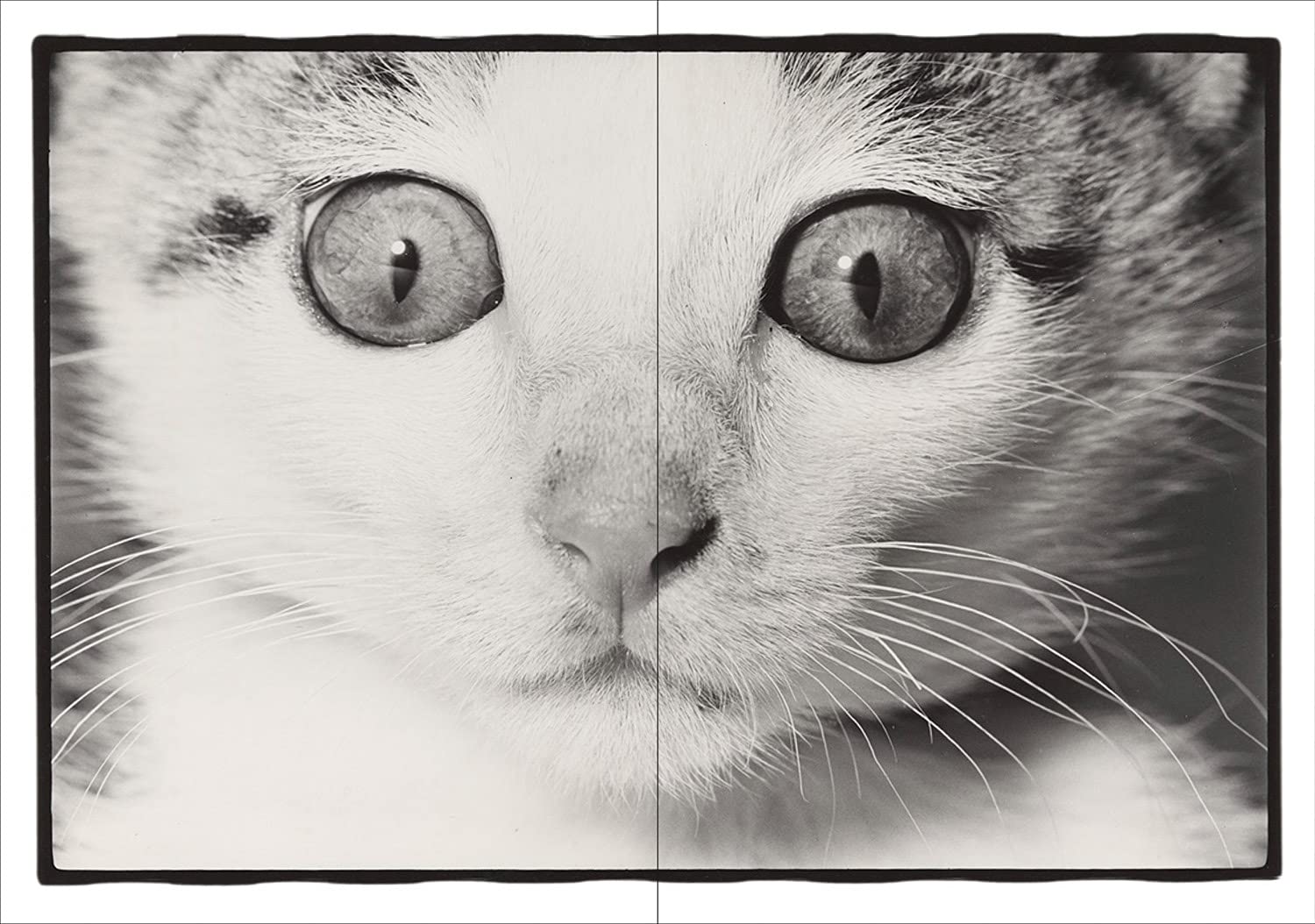 Sasuke - Masahisa Fukase