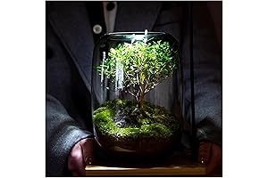 Sky Terrarium Tree of Life